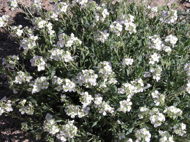 Nerisyrenia camporum (Bicolor fanmustard) #85857