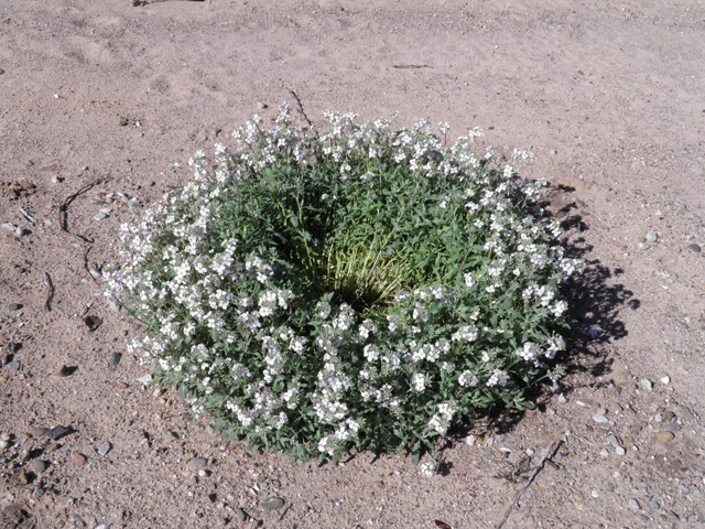 Nerisyrenia camporum (Bicolor fanmustard) #85858