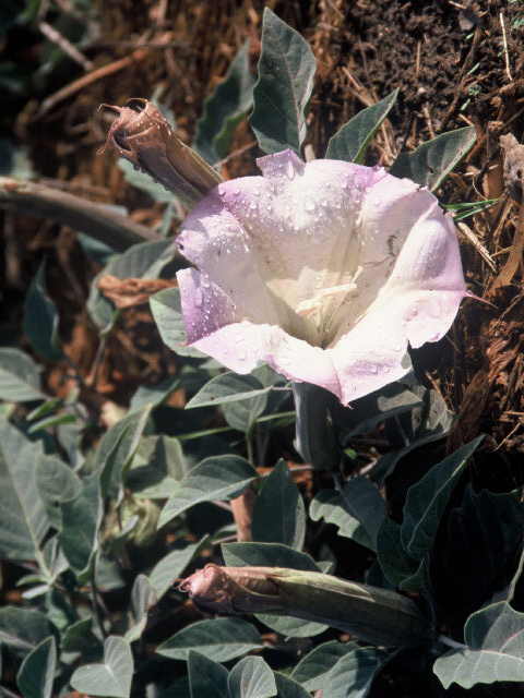 Datura wrightii (Jimsonweed) #19957