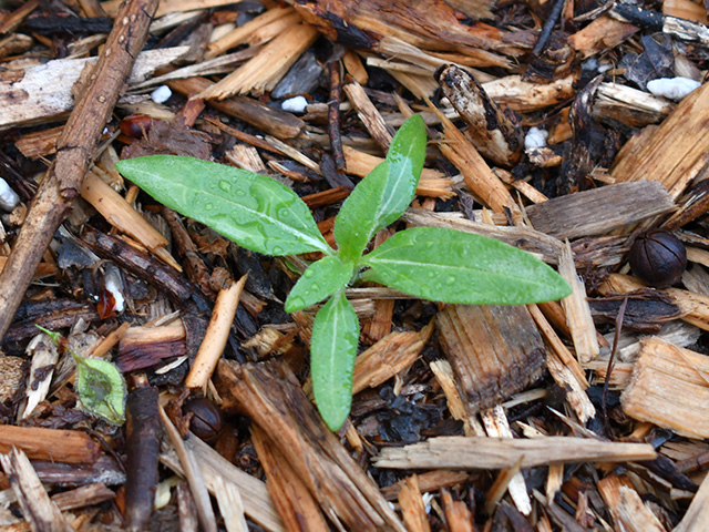 Helianthus annuus (Common sunflower) #76271