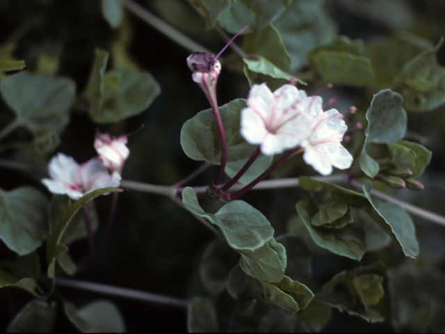 Acleisanthes obtusa (Berlandier's trumpets) #25332