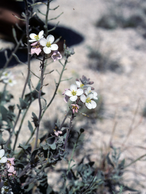 Nerisyrenia camporum (Bicolor fanmustard) #25380