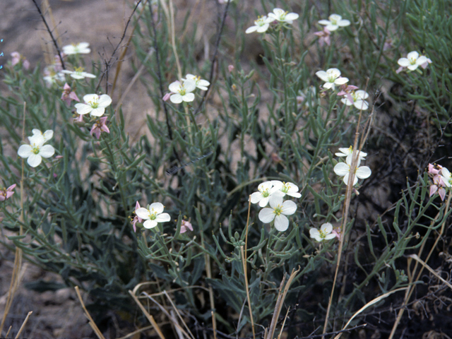 Nerisyrenia camporum (Bicolor fanmustard) #25381