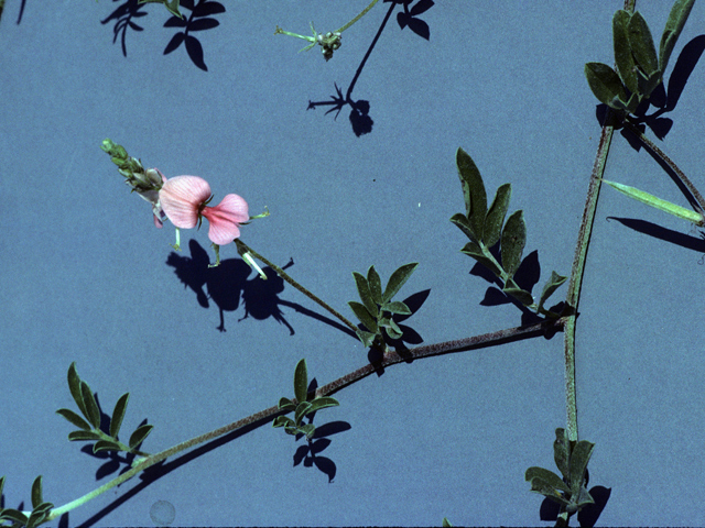 Indigofera miniata (Scarlet pea) #25467