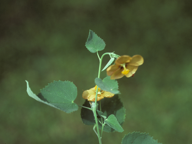 Abutilon abutiloides (Shrubby indian mallow) #25599