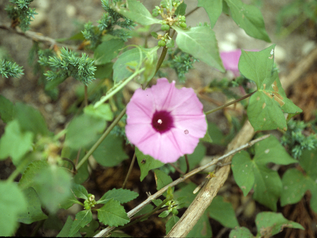 Ipomoea cordatotriloba var. cordatotriloba (Tievine) #25760