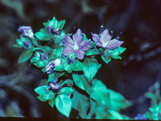 Hydrolea ovata (Blue waterleaf) #25783