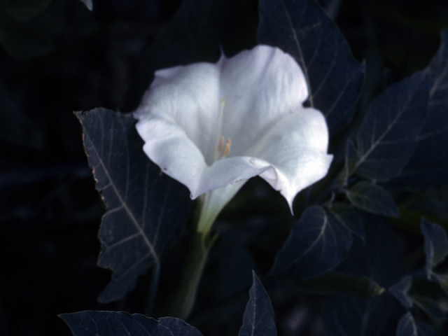 Datura wrightii (Jimsonweed) #25882