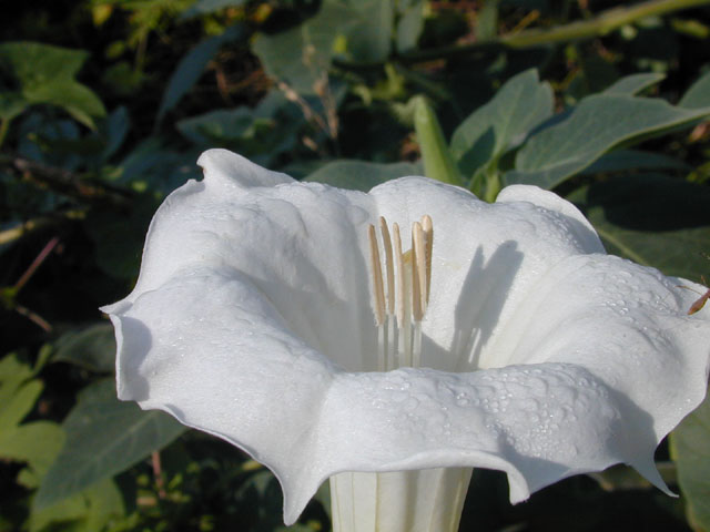 Datura wrightii (Jimsonweed) #12636