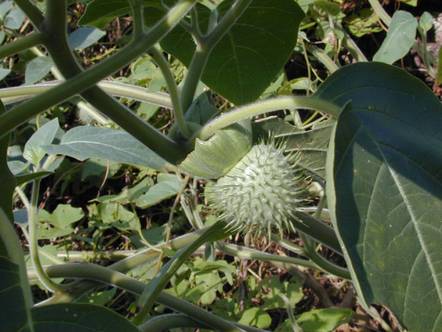 Datura wrightii (Jimsonweed) #12638