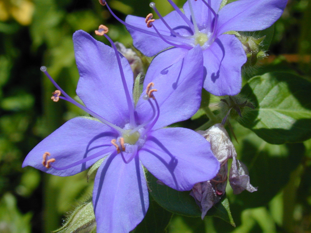 Hydrolea ovata (Blue waterleaf) #12120