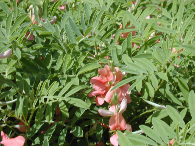 Indigofera miniata (Scarlet pea) #12064