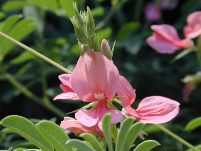 Indigofera miniata (Scarlet pea) #12065