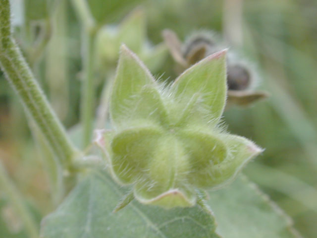 Kosteletzkya virginica (Virginia saltmarsh mallow) #12265