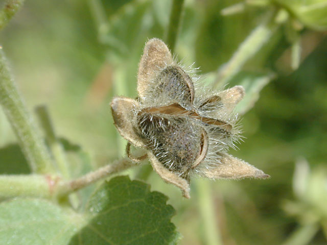 Kosteletzkya virginica (Virginia saltmarsh mallow) #12266