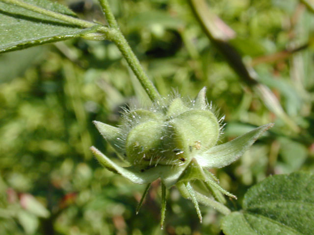 Kosteletzkya virginica (Virginia saltmarsh mallow) #12269