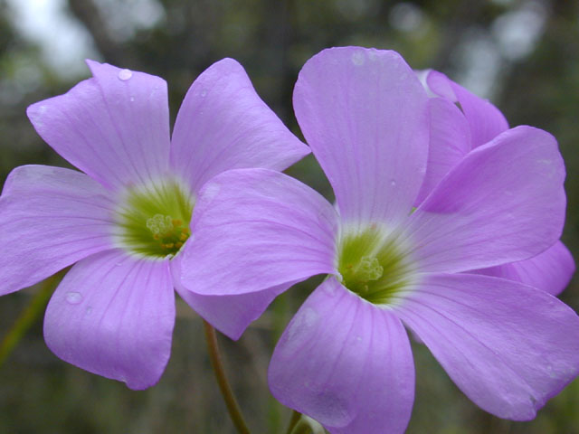 Oxalis drummondii (Drummond's wood-sorrel) #12384