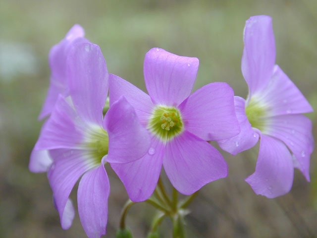 Oxalis drummondii (Drummond's wood-sorrel) #12385