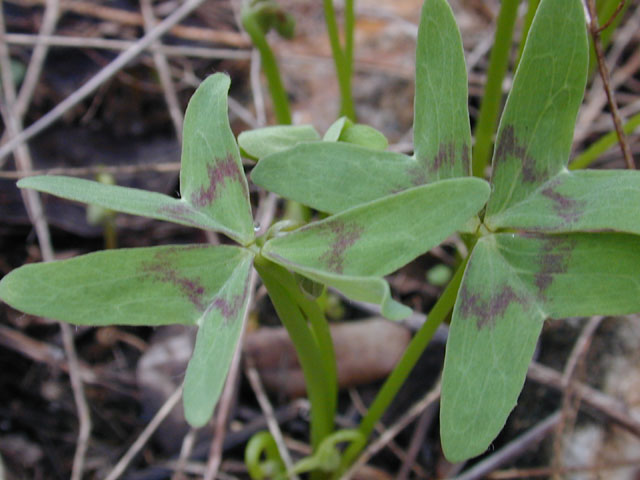 Oxalis drummondii (Drummond's wood-sorrel) #12386