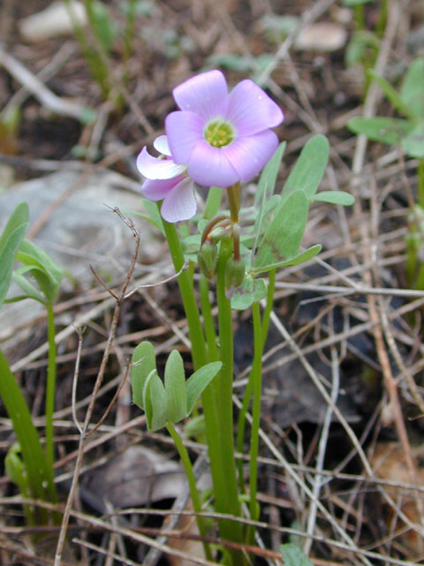 Oxalis drummondii (Drummond's wood-sorrel) #12387