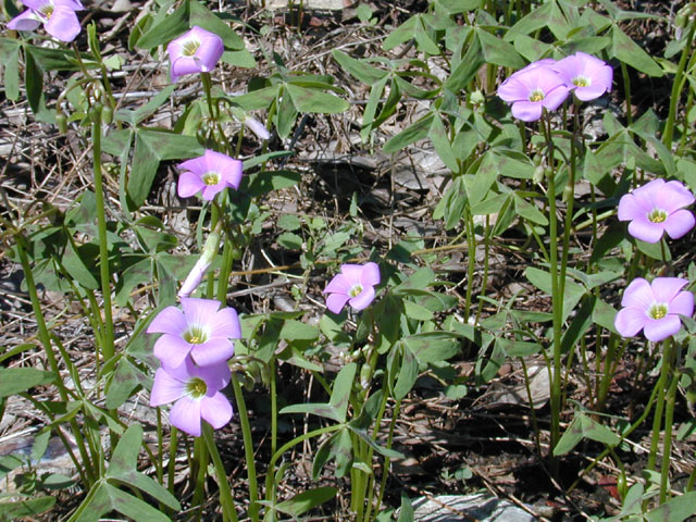 Oxalis drummondii (Drummond's wood-sorrel) #12388