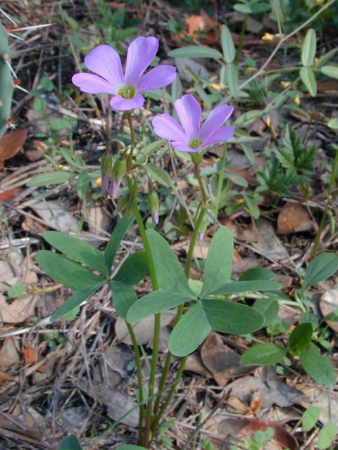 Oxalis drummondii (Drummond's wood-sorrel) #12389