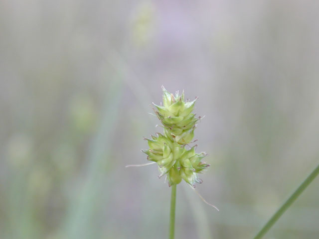 Carex perdentata (Sand sedge) #12866