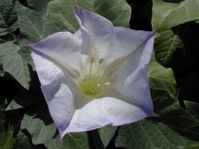 Datura wrightii (Jimsonweed) #13296