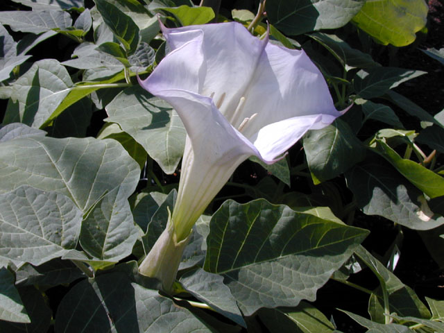 Datura wrightii (Jimsonweed) #13297