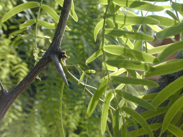 Prosopis glandulosa (Honey mesquite) #13328