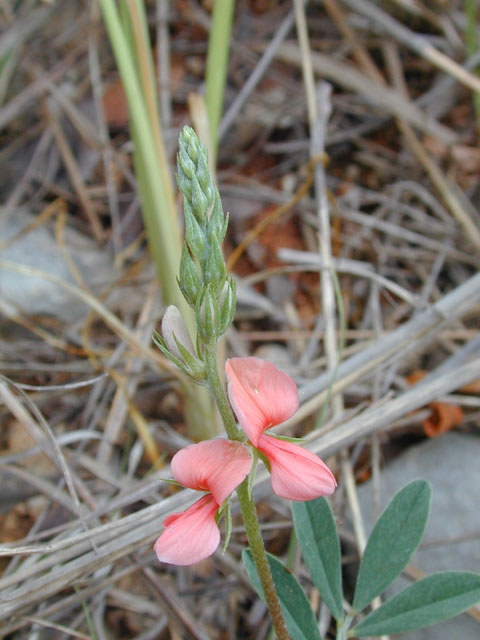 Indigofera miniata (Scarlet pea) #13675