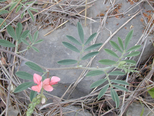 Indigofera miniata (Scarlet pea) #13676