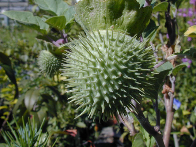 Datura wrightii (Jimsonweed) #13940