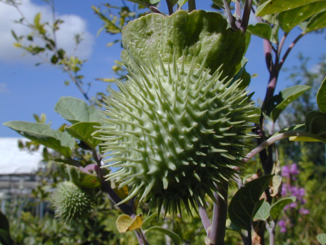 Datura wrightii (Jimsonweed) #13941