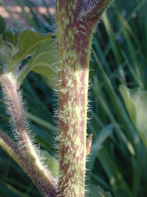 Helianthus annuus (Common sunflower) #14039