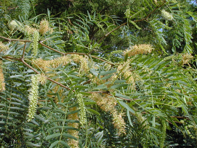 Prosopis glandulosa (Honey mesquite) #14132