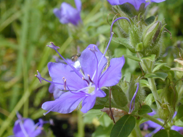 Hydrolea ovata (Blue waterleaf) #14159