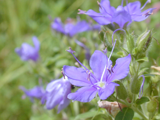 Hydrolea ovata (Blue waterleaf) #14160