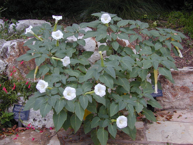 Datura wrightii (Jimsonweed) #14343