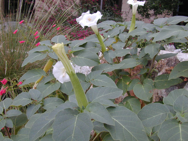 Datura wrightii (Jimsonweed) #14346