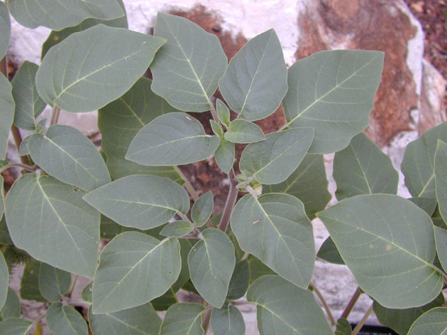 Datura wrightii (Jimsonweed) #14347