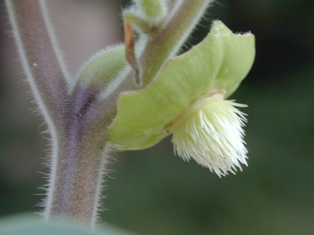 Datura wrightii (Jimsonweed) #14348