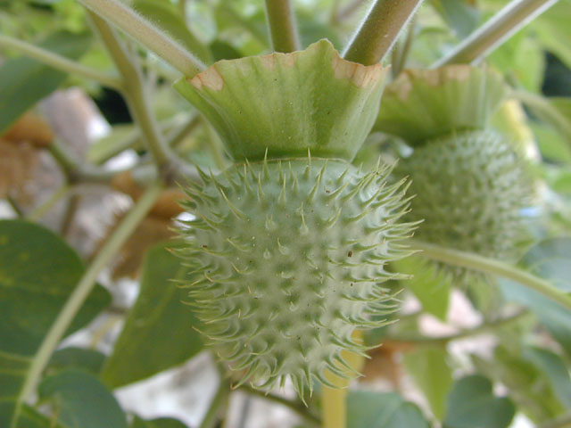 Datura wrightii (Jimsonweed) #14349