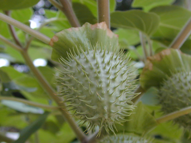 Datura wrightii (Jimsonweed) #14350