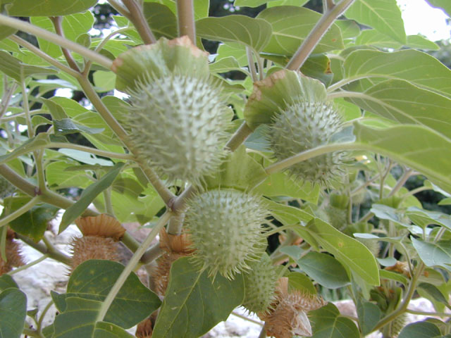 Datura wrightii (Jimsonweed) #14351