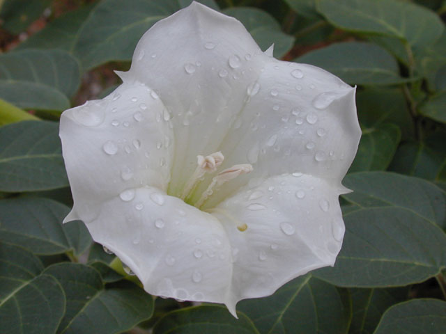 Datura wrightii (Jimsonweed) #14352