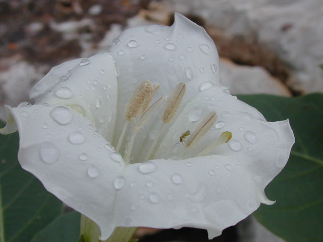 Datura wrightii (Jimsonweed) #14353