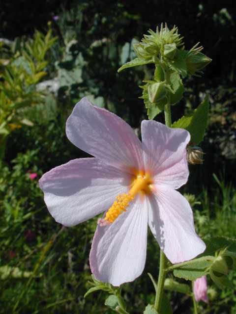 Kosteletzkya virginica (Virginia saltmarsh mallow) #14363