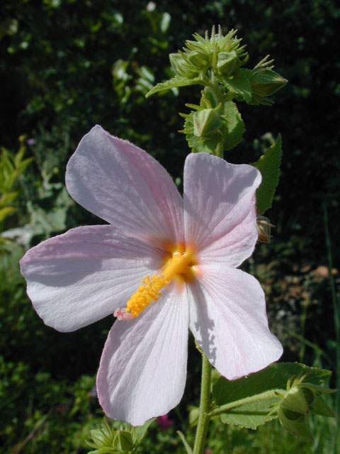 Kosteletzkya virginica (Virginia saltmarsh mallow) #14364