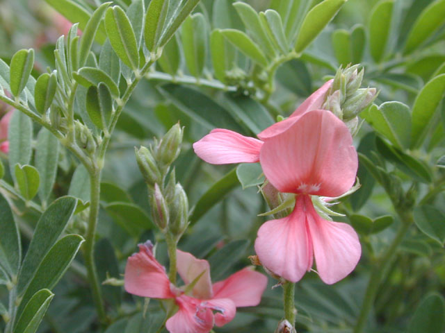 Indigofera miniata (Scarlet pea) #14449